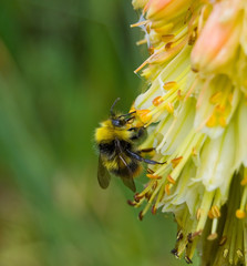 Bumblebee