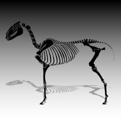 horse skeleton vector illustration