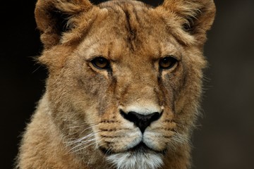 Jeune lion