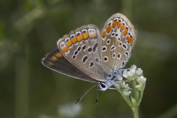 Fototapeta premium Licedine