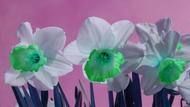 Flower Power - pink green white - Concept Video