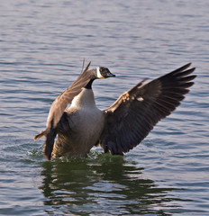 Canada Goose Drying Wings
