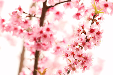Fototapeta na wymiar Pink Sakura Blossom