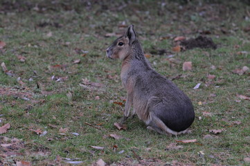 Hase