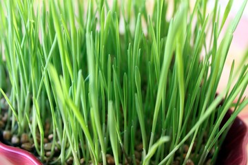 Blé de l'espérance en herbe