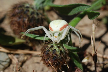 Araignée crabe_Thomise