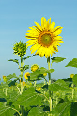 sunflower growth on field
