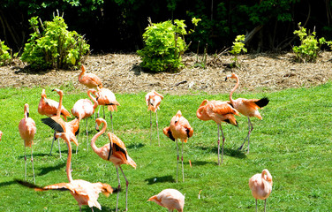 Pink lamingoes on the bright summer day