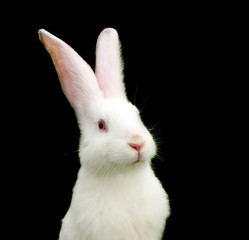 White Rabbit on Black Background - Symbol of 2011