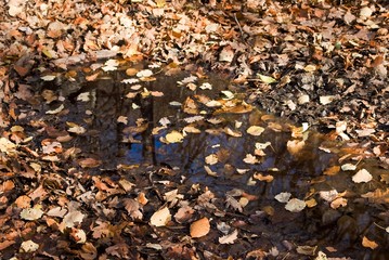small puddle covered by autumn leaves