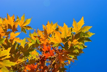 red autumn sycamore  leaves on a blue sky background