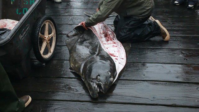 Halibut fillet Seward Alaska P HD 8238