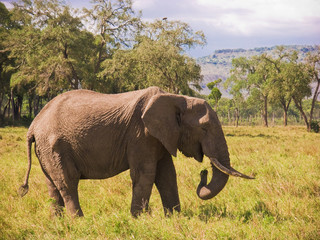 Obraz premium African elephant