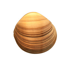 Shell