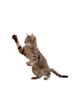 Katze steht auf Hinterbeinen