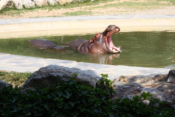 Hippo's yawn