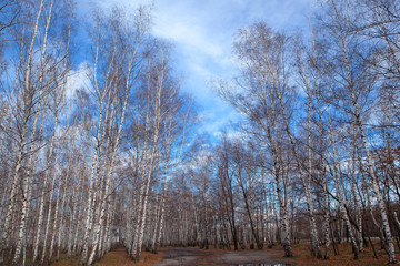 Trees against the blue sky with clouds