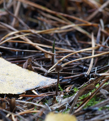 Psilocybe Montana
