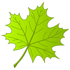 Leaf of a maple, vector