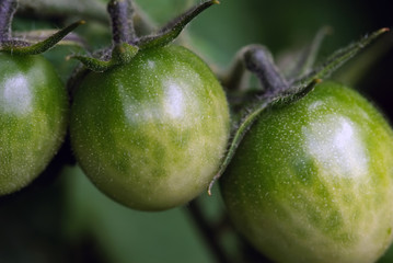 Green Tomatoes