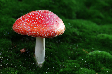 Fly agaric toadstool in moss