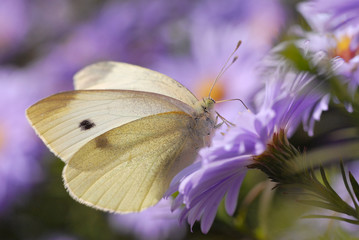 Papillon du genre pièride butinant une fleur bleue d'aster