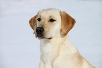 Labrador
