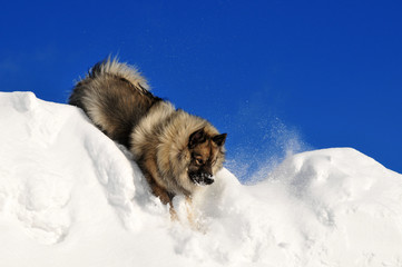Naklejka premium Hund rennt im Schnee Wolfsspitz