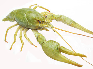 green river lobster
