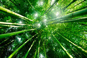 Panele Szklane  Bambusowy las zen