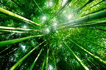 Foto auf Glas Bambus-Zen-Wald © Beboy