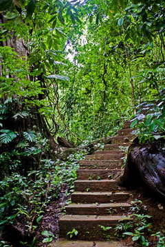 Escalier dans la forêt
