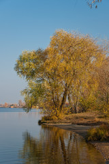 Yellow autumn willow tree near the river