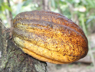 Cocoa or cacao pods on tree