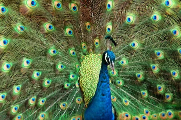 Crédence de cuisine en verre imprimé Paon peacock portrait