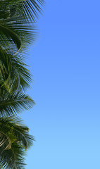 Fototapeta na wymiar Border of palm tree