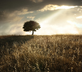Solitary Oak Tree At Sunset