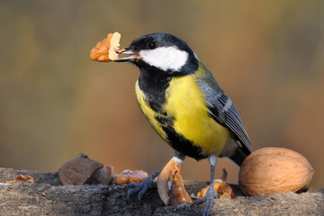 great tit with nuts