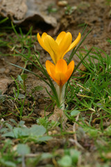 Obraz premium Crocus