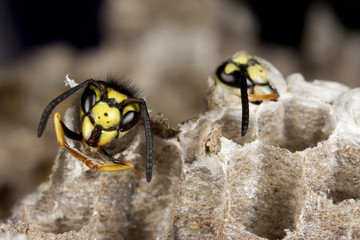 vespa germanica