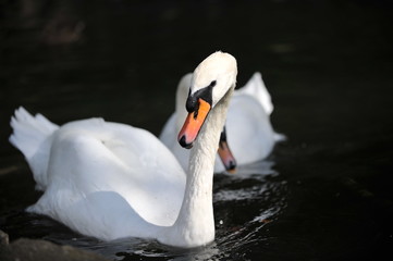 Swan © fotoklatka