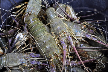 Fangfrische Garnelen