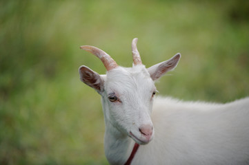 Young white goat
