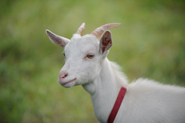 Young white goat