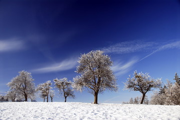 Apfelbäume im Winter