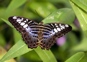 Fototapeta na wymiar Butterfly resting on a leaf in Papiliorama park