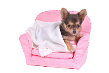 Chihuahua in a sofa