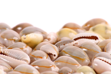 Sea Shell Background Image
