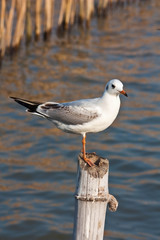 Obraz premium Seagull