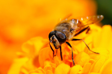 Fly Eristalis tenax on orange blossom